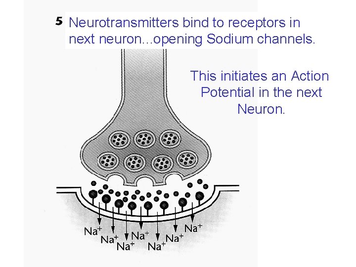 Neurotransmitters bind to receptors in next neuron. . . opening Sodium channels. This initiates