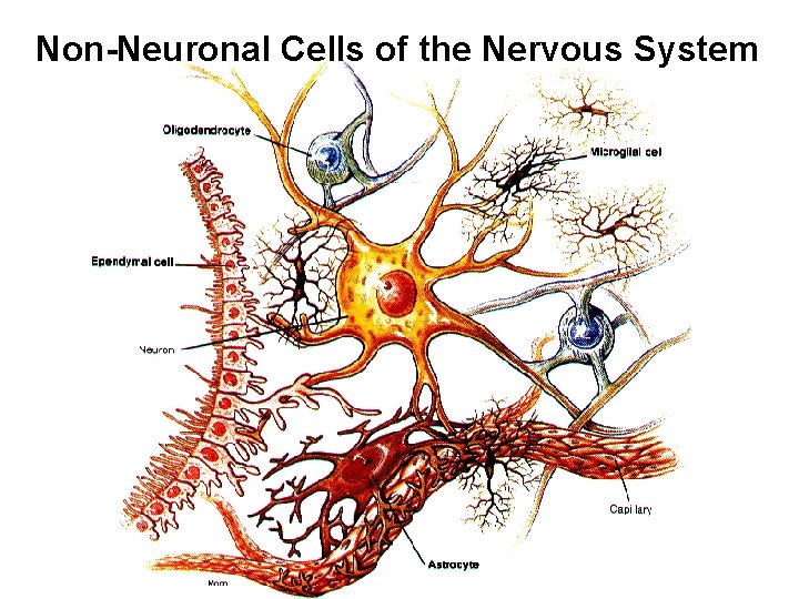 Non-Neuronal Cells of the Nervous System 