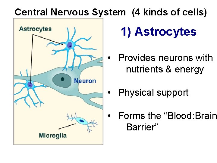 Central Nervous System (4 kinds of cells) 1) Astrocytes • Provides neurons with nutrients
