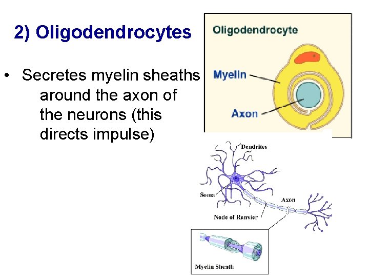 2) Oligodendrocytes • Secretes myelin sheaths around the axon of the neurons (this directs