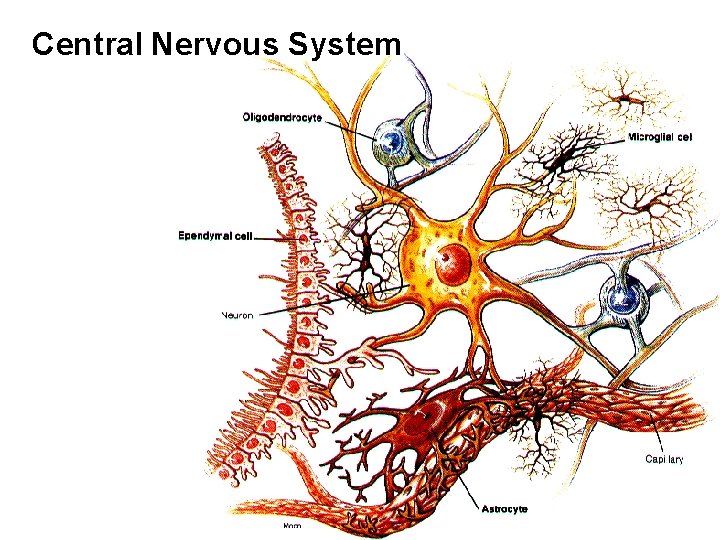 Central Nervous System 