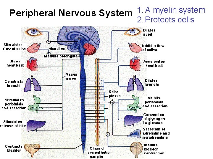 Peripheral Nervous System 1. A myelin system 2. Protects cells 