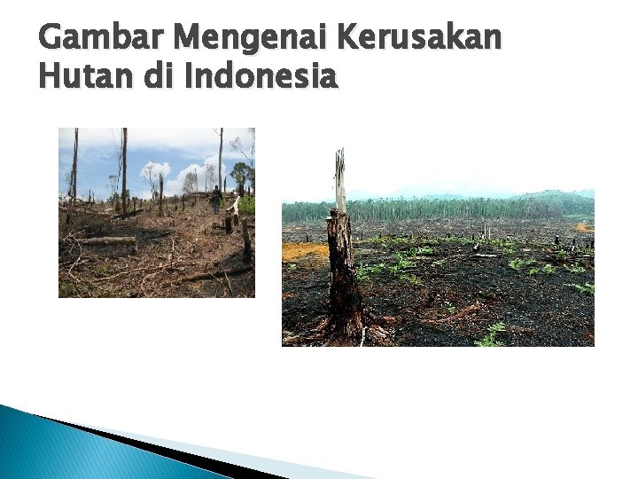 Gambar Mengenai Kerusakan Hutan di Indonesia Gambar Mengenai Kerusakan Hutan di Indonesia