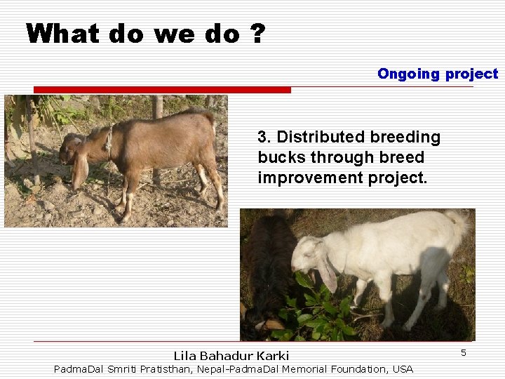 What do we do ? Ongoing project 3. Distributed breeding bucks through breed improvement