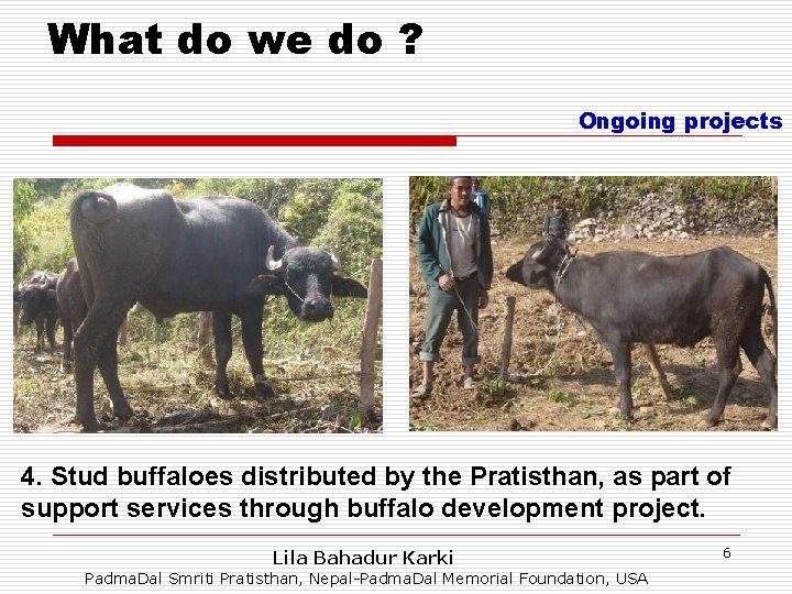 What do we do ? Ongoing projects 4. Stud buffaloes distributed by the Pratisthan,