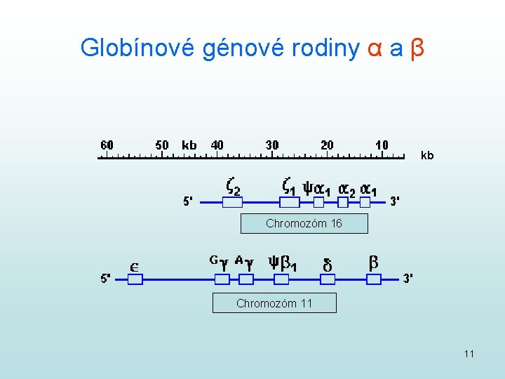 Globínové génové rodiny α a β kb Chromozóm 16 Chromozóm 11 11 