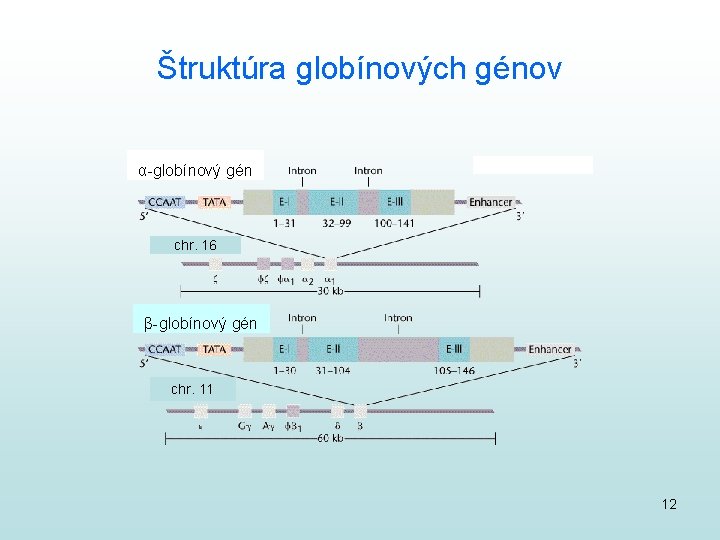 Štruktúra globínových génov α-globínový gén chr. 16 β-globínový gén chr. 11 12 