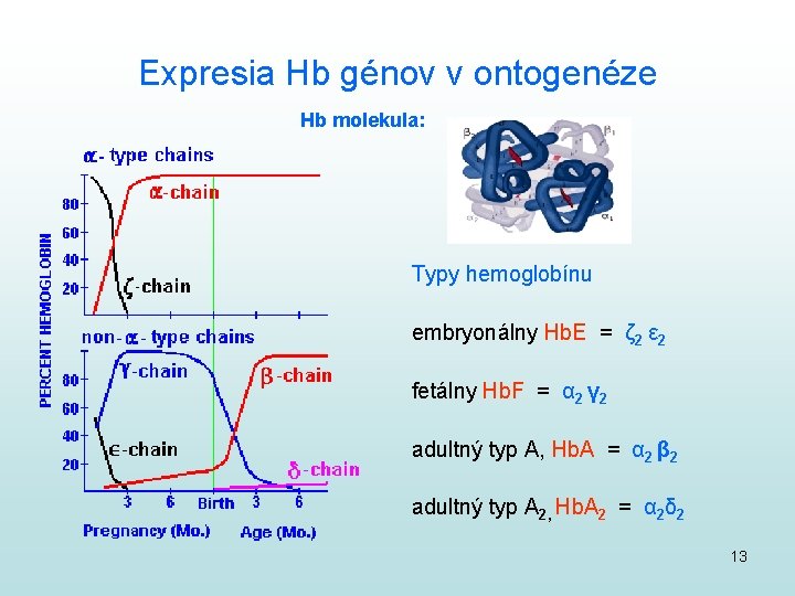 Expresia Hb génov v ontogenéze Hb molekula: Typy hemoglobínu embryonálny Hb. E = ζ