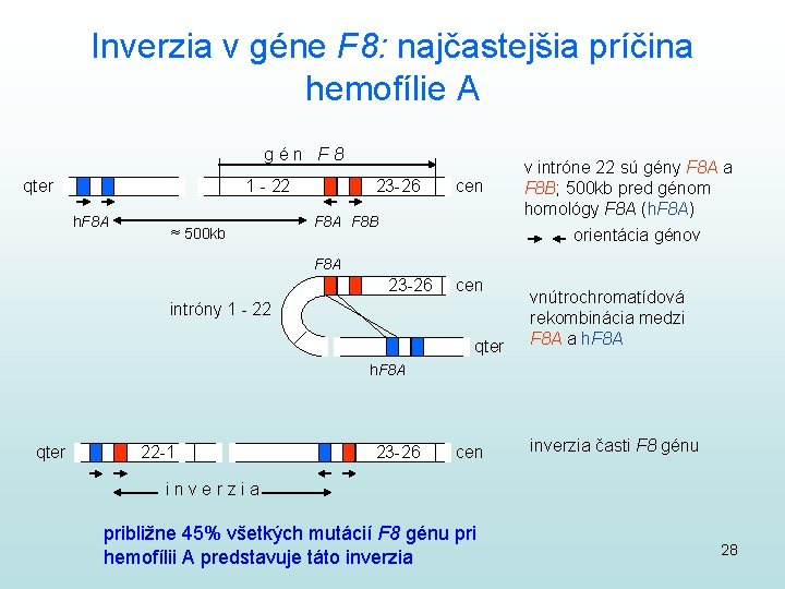 Inverzia v géne F 8: najčastejšia príčina hemofílie A gén F 8 qter 1