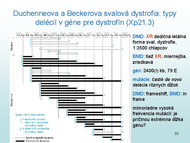 Duchenneova a Beckerova svalová dystrofia: typy delécií v géne pre dystrofín (Xp 21. 3)