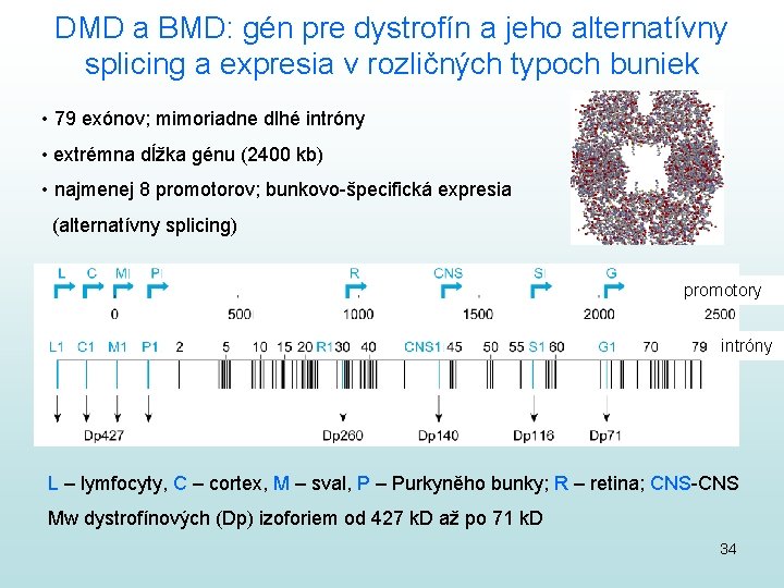 DMD a BMD: gén pre dystrofín a jeho alternatívny splicing a expresia v rozličných