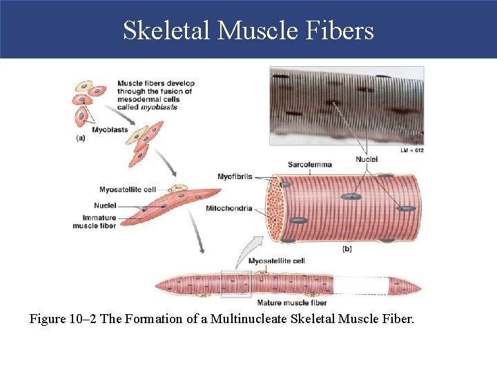 Skeletal Muscle Fibers Figure 10– 2 The Formation of a Multinucleate Skeletal Muscle Fiber.