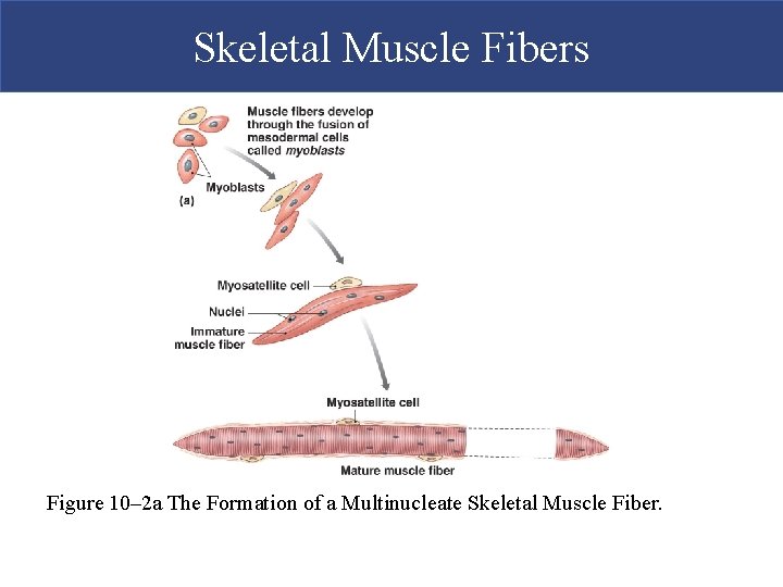 Skeletal Muscle Fibers Figure 10– 2 a The Formation of a Multinucleate Skeletal Muscle