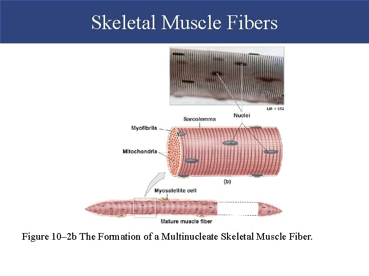 Skeletal Muscle Fibers Figure 10– 2 b The Formation of a Multinucleate Skeletal Muscle