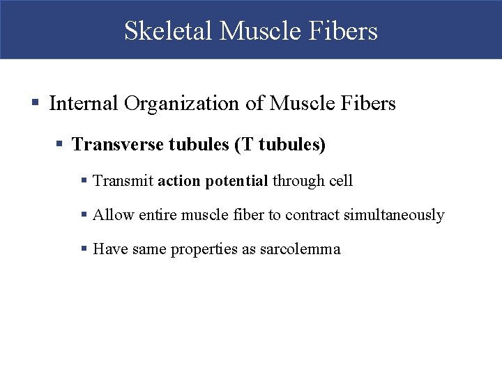 Skeletal Muscle Fibers § Internal Organization of Muscle Fibers § Transverse tubules (T tubules)