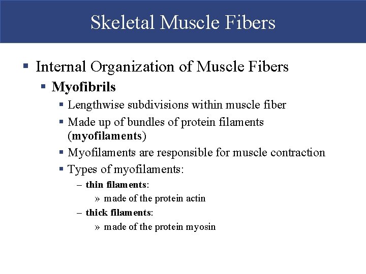 Skeletal Muscle Fibers § Internal Organization of Muscle Fibers § Myofibrils § Lengthwise subdivisions
