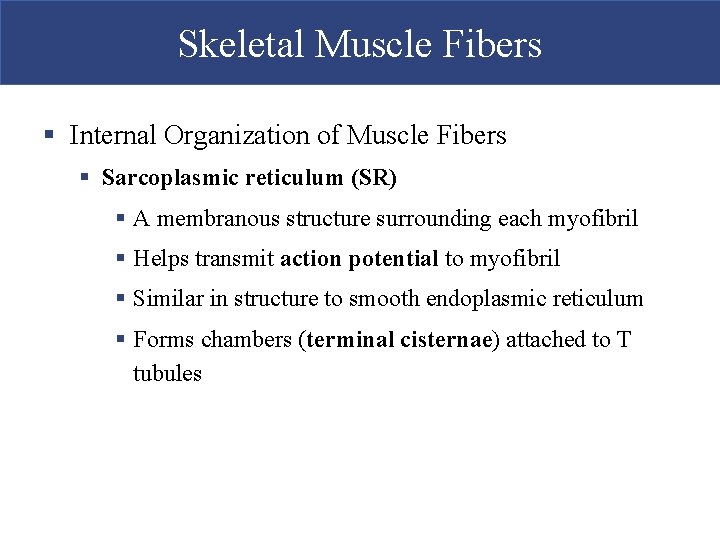 Skeletal Muscle Fibers § Internal Organization of Muscle Fibers § Sarcoplasmic reticulum (SR) §