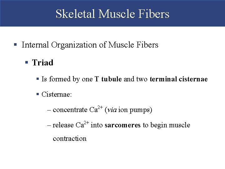 Skeletal Muscle Fibers § Internal Organization of Muscle Fibers § Triad § Is formed