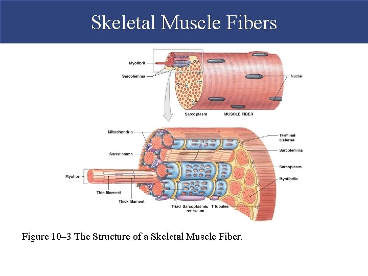 Skeletal Muscle Fibers Figure 10– 3 The Structure of a Skeletal Muscle Fiber. 