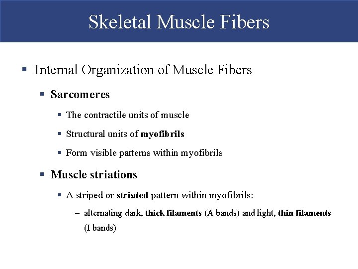 Skeletal Muscle Fibers § Internal Organization of Muscle Fibers § Sarcomeres § The contractile