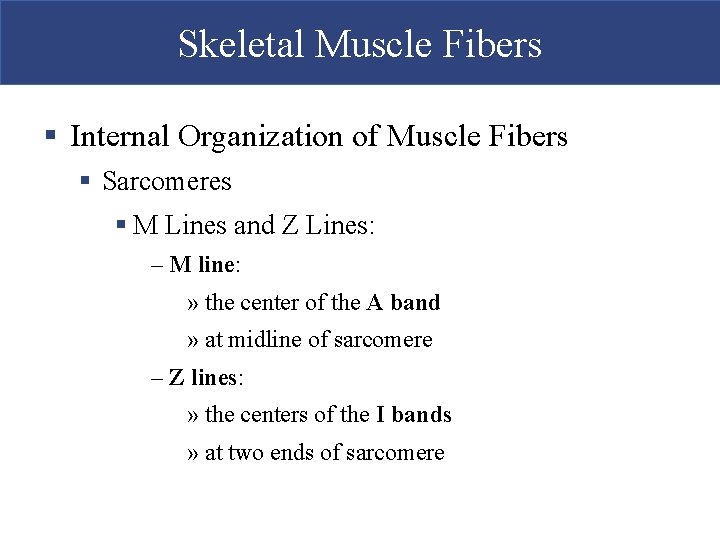 Skeletal Muscle Fibers § Internal Organization of Muscle Fibers § Sarcomeres § M Lines