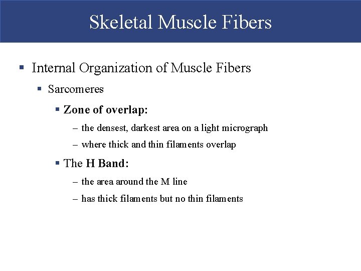 Skeletal Muscle Fibers § Internal Organization of Muscle Fibers § Sarcomeres § Zone of