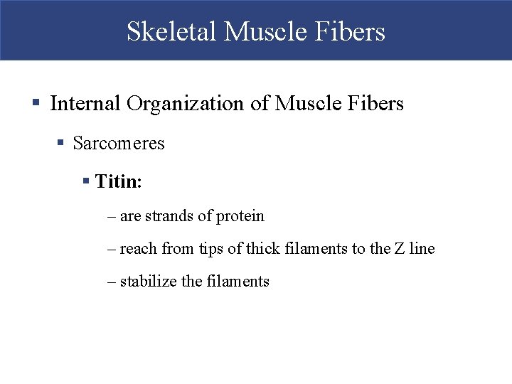 Skeletal Muscle Fibers § Internal Organization of Muscle Fibers § Sarcomeres § Titin: –