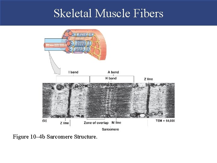 Skeletal Muscle Fibers Figure 10– 4 b Sarcomere Structure. 