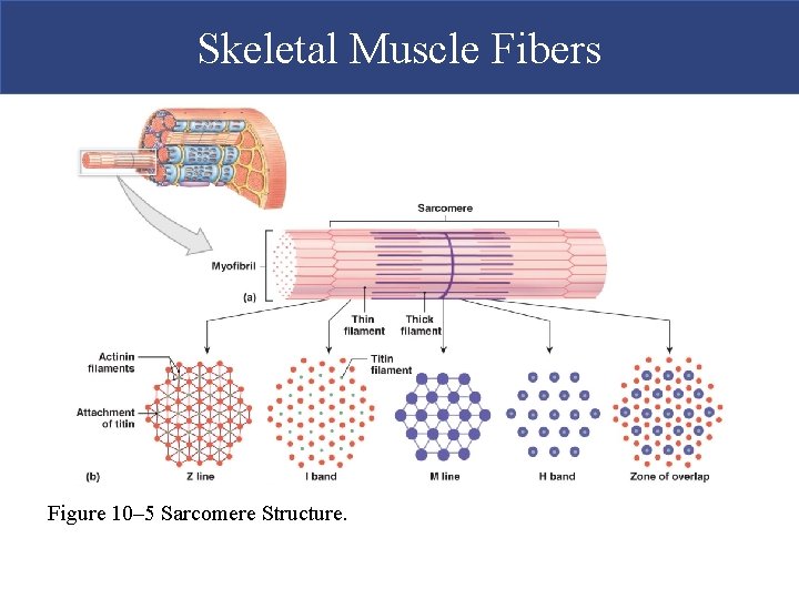 Skeletal Muscle Fibers Figure 10– 5 Sarcomere Structure. 