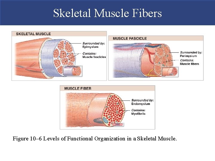 Skeletal Muscle Fibers Figure 10– 6 Levels of Functional Organization in a Skeletal Muscle.