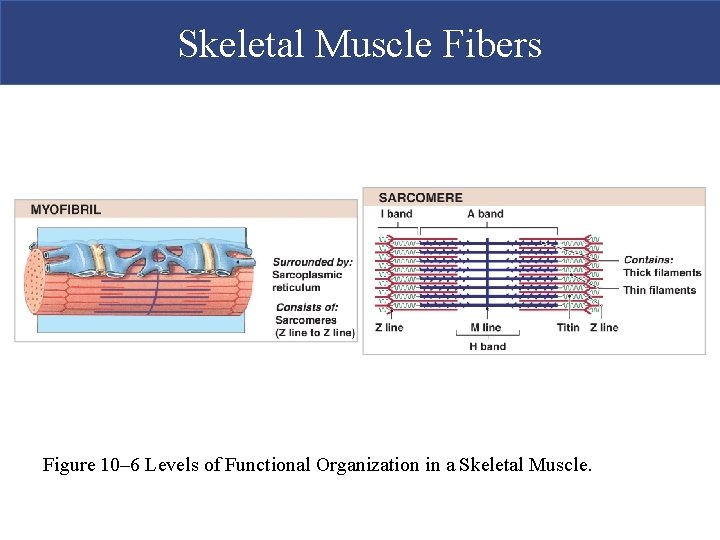 Skeletal Muscle Fibers Figure 10– 6 Levels of Functional Organization in a Skeletal Muscle.