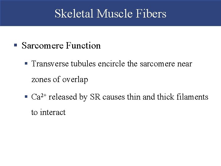 Skeletal Muscle Fibers § Sarcomere Function § Transverse tubules encircle the sarcomere near zones