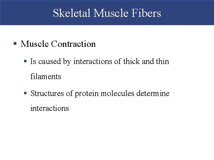 Skeletal Muscle Fibers § Muscle Contraction § Is caused by interactions of thick and