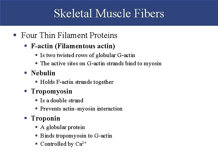 Skeletal Muscle Fibers § Four Thin Filament Proteins § F-actin (Filamentous actin) § Is