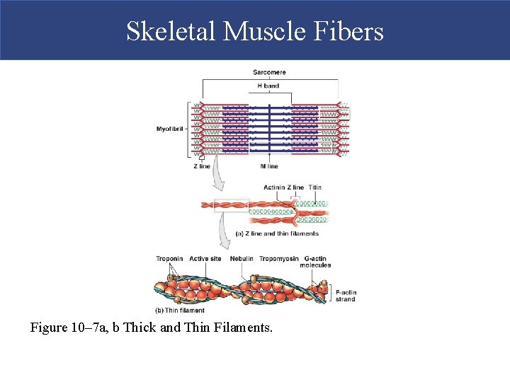 Skeletal Muscle Fibers Figure 10– 7 a, b Thick and Thin Filaments. 