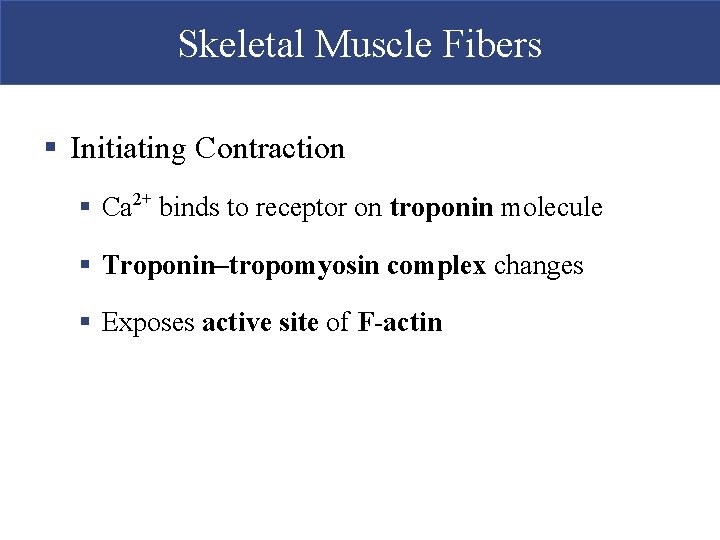 Skeletal Muscle Fibers § Initiating Contraction § Ca 2+ binds to receptor on troponin
