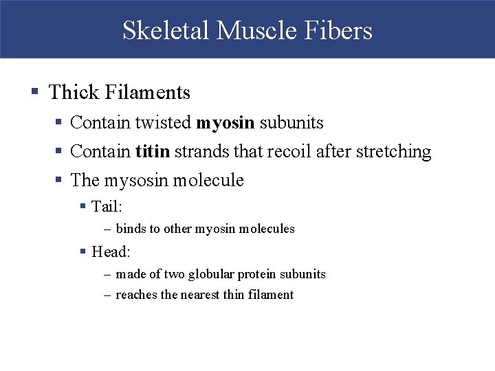 Skeletal Muscle Fibers § Thick Filaments § Contain twisted myosin subunits § Contain titin