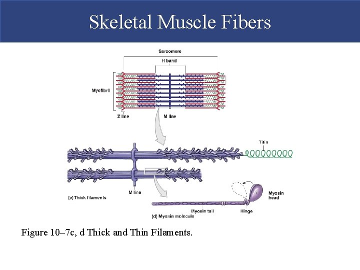 Skeletal Muscle Fibers Figure 10– 7 c, d Thick and Thin Filaments. 