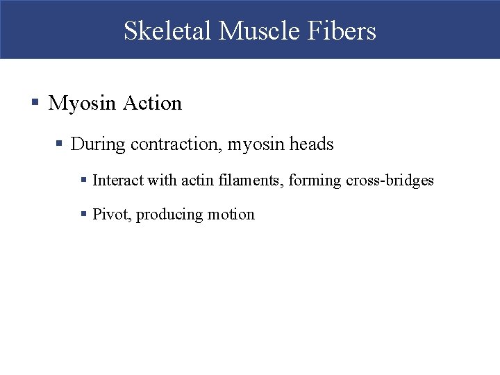 Skeletal Muscle Fibers § Myosin Action § During contraction, myosin heads § Interact with