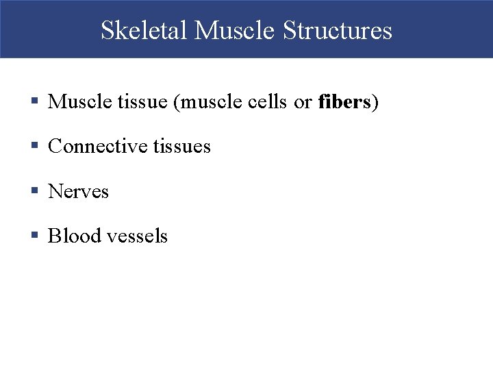 Skeletal Muscle Structures § Muscle tissue (muscle cells or fibers) § Connective tissues § Skeletal Muscle Structures § Muscle tissue (muscle cells or fibers) § Connective tissues §