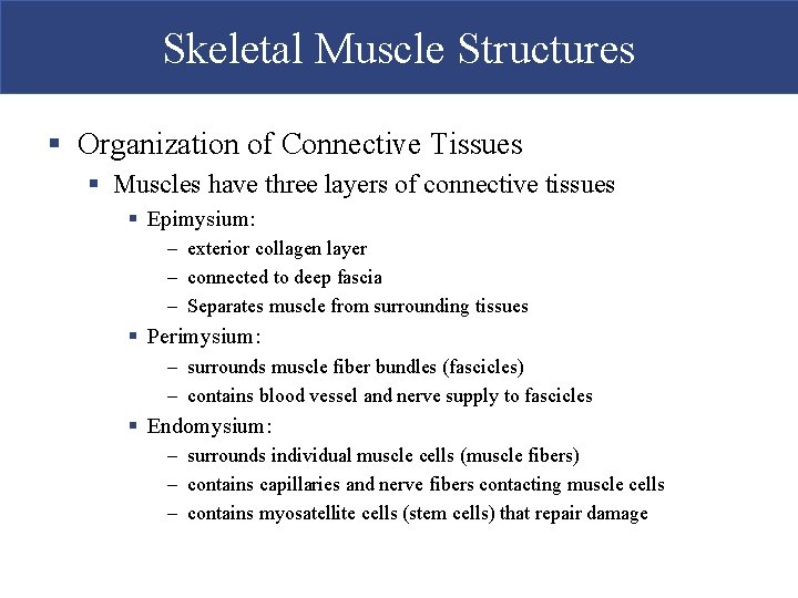 Skeletal Muscle Structures § Organization of Connective Tissues § Muscles have three layers of