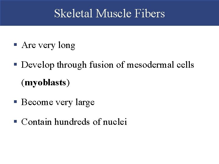 Skeletal Muscle Fibers § Are very long § Develop through fusion of mesodermal cells