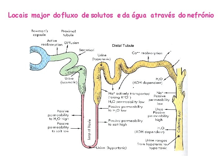 Locais major do fluxo de solutos e da água através do nefrónio 