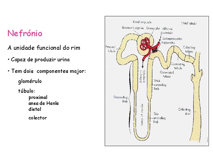 Nefrónio A unidade funcional do rim • Capaz de produzir urina • Tem dois