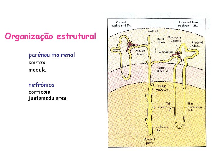 Organização estrutural parênquima renal córtex medula nefrónios corticais justamedulares 