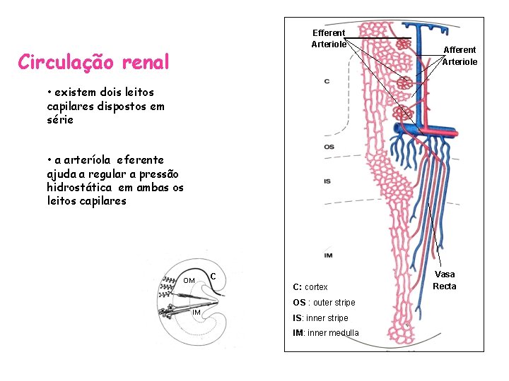 Efferent Arteriole Circulação renal Afferent Arteriole • existem dois leitos capilares dispostos em série