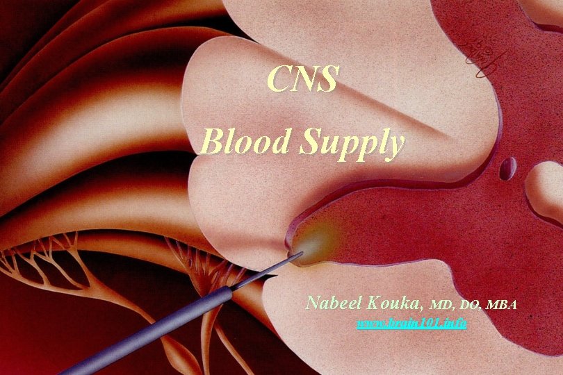 CNS Blood Supply Nabeel Kouka, MD, DO, MBA www. brain 101. info 