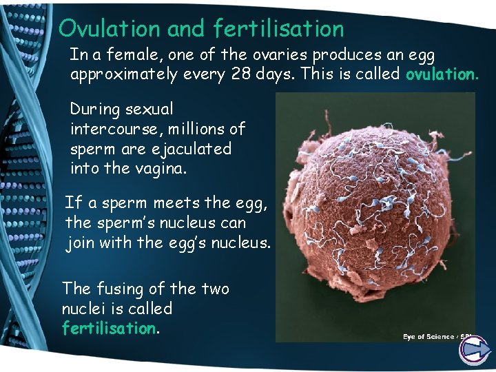 Ovulation and fertilisation In a female, one of the ovaries produces an egg approximately