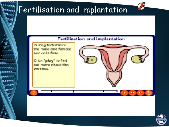 Fertilisation and implantation 