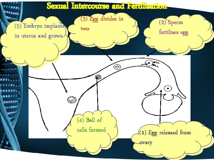 Sexual Intercourse and Fertilisation (5) Embryo implants in uterus and grows (3) Egg divides